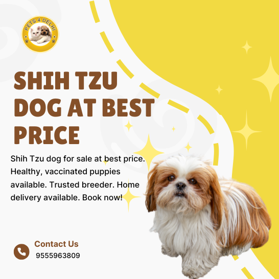 Toy Poodle Buy in Delhi