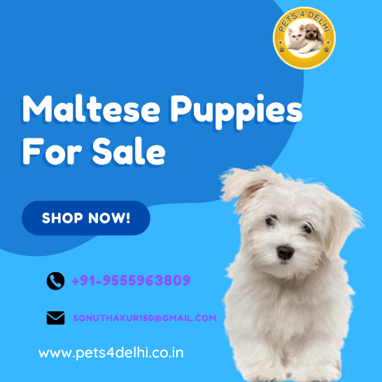 Maltese Puppies For Sale