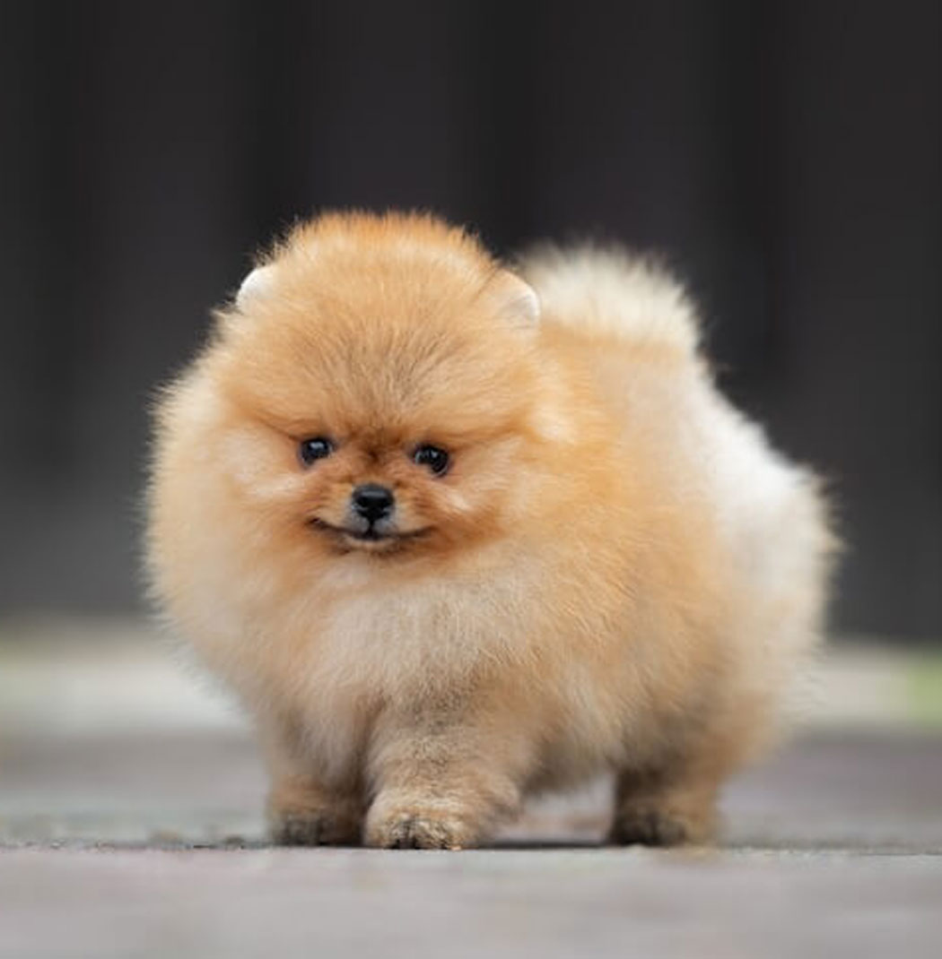 Buy Toy Pom Dogs/Puppies for Sale in Delhi, NCR India
