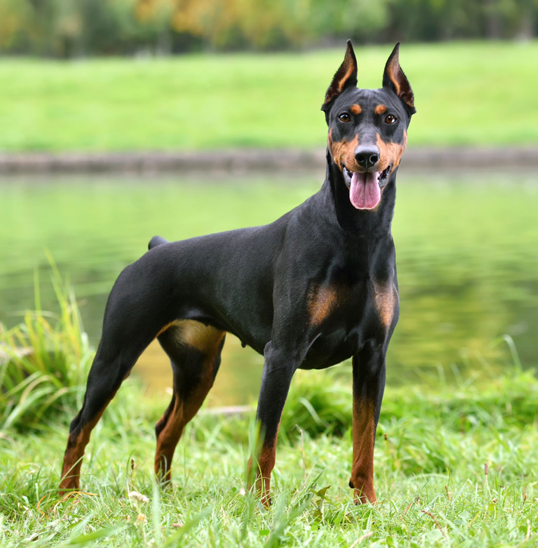 Doberman price best sale in rupees