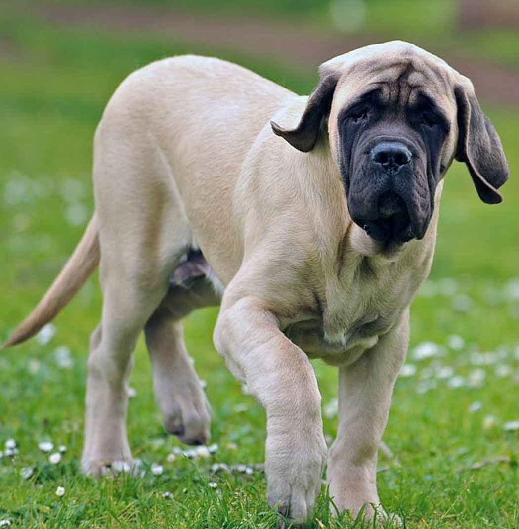 Alpine store mastiff puppies