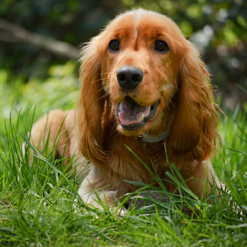 Cocker spaniel price in sales rupees